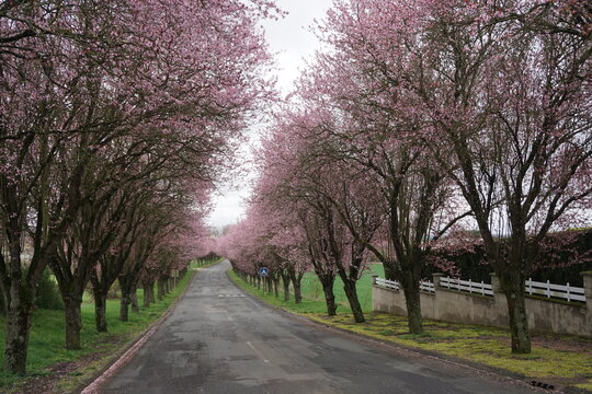 country road lined up with blooming pink cherry trees
