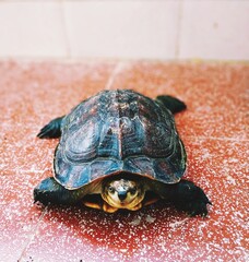 turtle on the rock