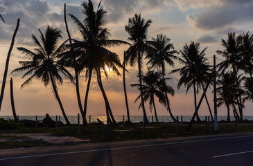 Obraz premium Palm tree silhouettes against cloudy sky at sunset