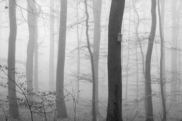 Obraz premium Novemberwald