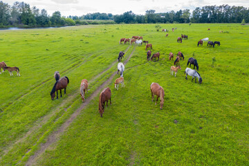 A herd of horses graze in a green meadow along the river