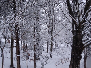 Snow covered trees and ground