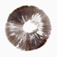 Agaricus mushroom spore print isolated on white background - obrazy, fototapety, plakaty