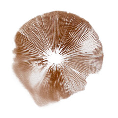 Cortinarius mushroom spore print isolated on white background