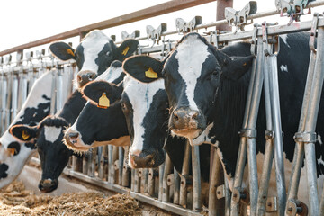 Cows standing in a stall and eating hay