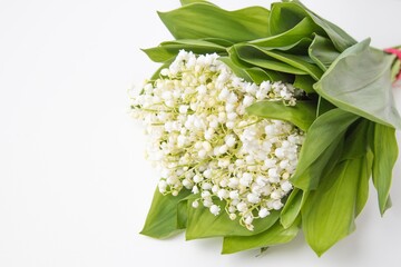 May lily spring flowers