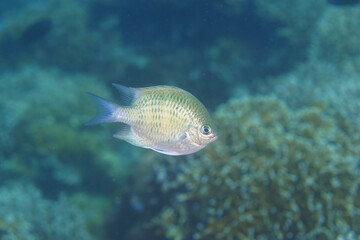 chromis fish in a tropical ocean
