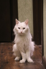 A cat sitting in front of a window