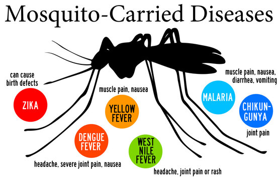 mosquito carried diseases