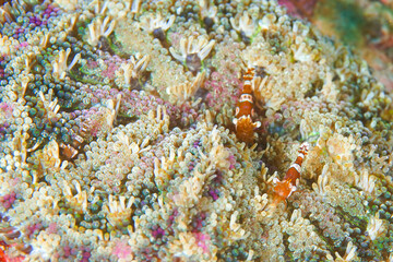 three shrimps on an anemone