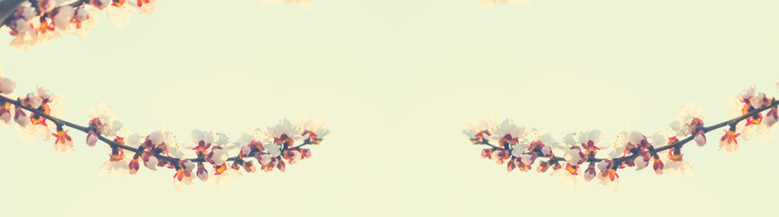 Obraz premium Blossom tree