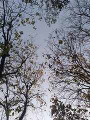 trees in the sky