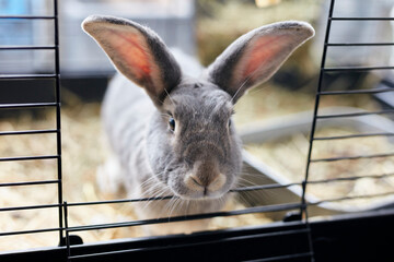 Portrait of grey pet house rabbit looking out from open door of hutch