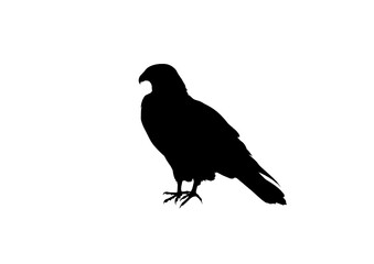Silhouette Falco