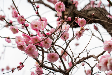 満開の梅の花
