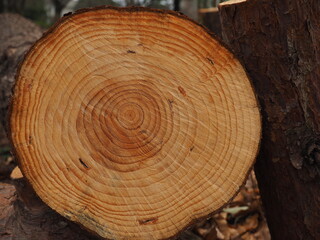 Cross section of tree trunk.