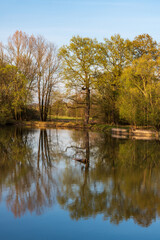 Fototapeta na wymiar Pond with trees mirroring on waterground and clear sky