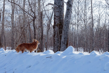 The dog on the background of the forest.