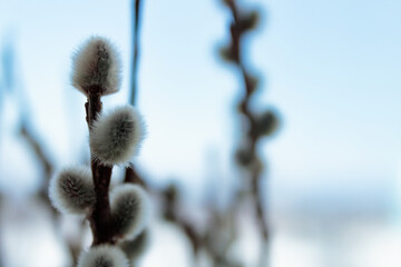 Blooming spring willow.