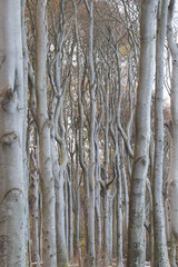 Obraz premium Buchenwald