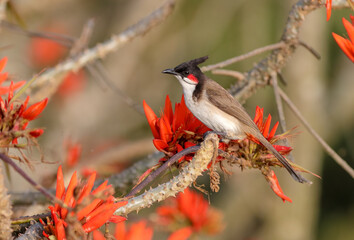 Red-whiskered bulbul.The red-whiskered bulbul, or crested bulbul, is a passerine bird found in Asia. It is a member of the bulbul family. It is a resident frugivore found mainly in tropical Asia.