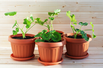 Three brown pots with freshly planted geraniums on a wooden background