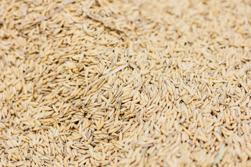 paddy seed