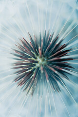 beautiful dandelion seed in spring season