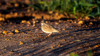 Isolated close up of a Crested Lark bird in the wild