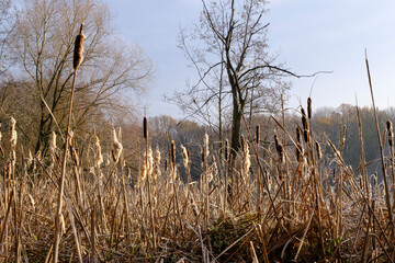 Rohrkolben am Biotop mit Raureif, Nordrhein-Westfalen, Deutschland, Europa