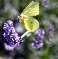 The Meadow Brown, a beautiful yellow butterfly, rests on the lavender flowers