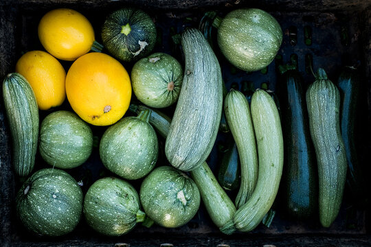 High angle close up of freshly picked yellow and green marrows and courgettes.