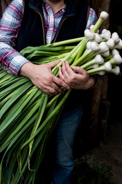 Close up of farmer holding bunch of freshly picked garlic.