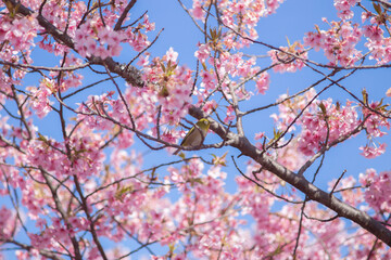 桜とメジロ