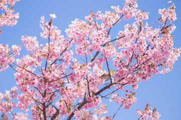 桜とメジロ
