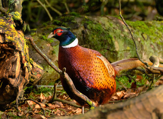 Pheasants are birds of several genera within the subfamily Phasianinae, of the family Phasianidae...