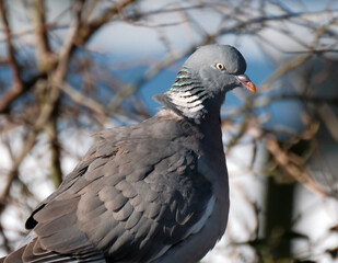 The common wood pigeon is a large species in the dove and pigeon family. It belongs to the genus Columba and, like all pigeons and doves, belongs to the family Columbidae