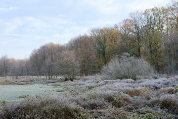 Biotop mit Raureif, Nordrhein-Westfalen, Deutschland, Europa
