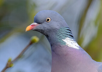 The common wood pigeon is a large species in the dove and pigeon family. It belongs to the genus Columba and, like all pigeons and doves, belongs to the family Columbidae