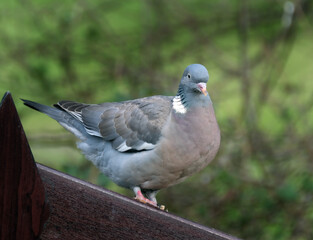 The common wood pigeon is a large species in the dove and pigeon family. It belongs to the genus Columba and, like all pigeons and doves, belongs to the family Columbidae