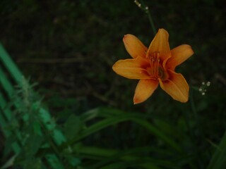 Obraz premium orange lily in the garden