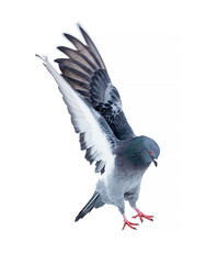 isolated on white grey pigeon in flight