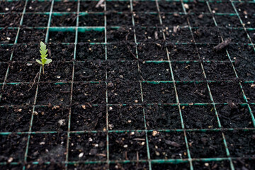 High angle close up of young plants in seed trays.
