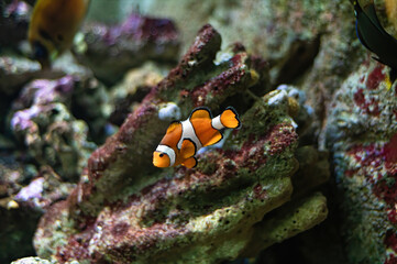 Clownfish or anemonefish (Amphiprioninae) from the Pomacentridae family swimming over a coral reef