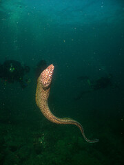 underwater coral fish caribbean sea , Venezuela