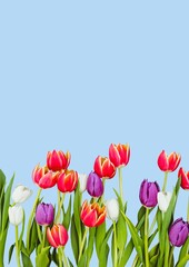 Illustration of tulips and copy space on blue background
