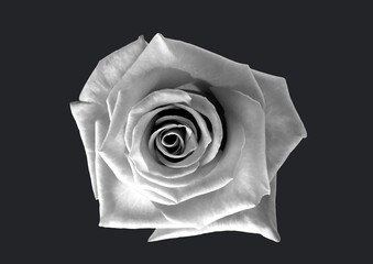 Illustration in black and white of rose with copy space on black background