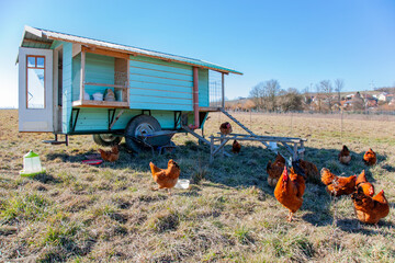 Beautiful blue green painted chicken coop in the field. Free range flock of Chickens and Roosters Outdoors in front of a wooden chicken house on meadow. Free range Chickens and Roosters © ImageSine