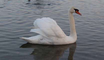 Fototapeta premium A white swan on the water closeup