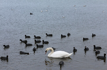 A white swan swimming among black coots